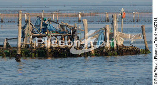 La conchyluculture dans la lagune de Venise - © Philip Plisson / Plisson La Trinité / AA37918 - Nos reportages photos - Aquaculture