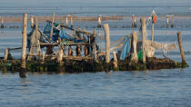 The shellfarming in the Venice lagoon [AT] © Philip Plisson / Plisson La Trinité / AA37918 - Photo Galleries - Aquaculture