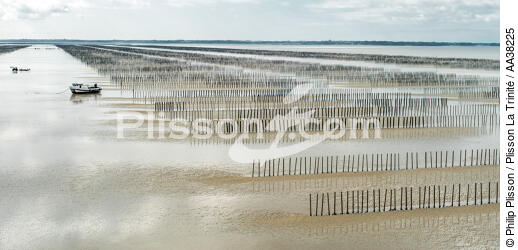 Mussel culture in the bay of Mont Saint-Michel - © Philip Plisson / Plisson La Trinité / AA38225 - Photo Galleries - Normandie