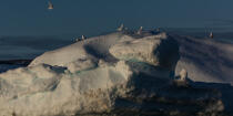 © Philip Plisson / Plisson La Trinité / AA38581 On the west coast of Greenland - Photo Galleries - 16/9 horizontal