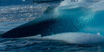 © Philip Plisson / Plisson La Trinité / AA38613 On the west coast of Greenland - Photo Galleries - Arctic