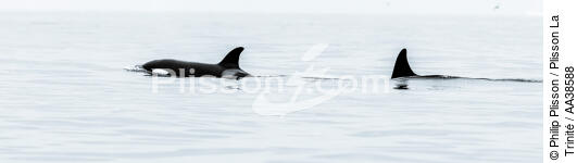 Orca on the west coast of Greenland - © Philip Plisson / Plisson La Trinité / AA38588 - Photo Galleries - Arctic