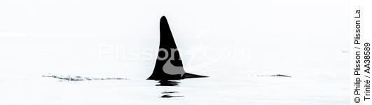 Orques sur la côte ouest du Groenland - © Philip Plisson / Plisson La Trinité / AA38589 - Nos reportages photos - Groenland