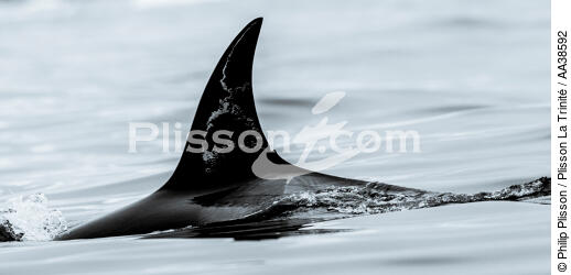 Orques sur la côte ouest du Groenland - © Philip Plisson / Plisson La Trinité / AA38592 - Nos reportages photos - 16/9 horizontal