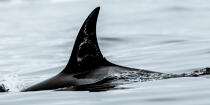 © Philip Plisson / Plisson La Trinité / AA38592 Orca on the west coast of Greenland - Photo Galleries - Arctic