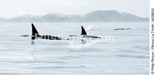 Orques sur la côte ouest du Groenland - © Philip Plisson / Plisson La Trinité / AA38624 - Nos reportages photos - 16/9 horizontal