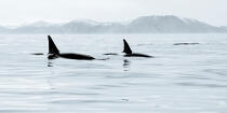 © Philip Plisson / Plisson La Trinité / AA38624 Orques sur la côte ouest du Groenland - Nos reportages photos - Vue non aérienne
