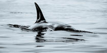 © Philip Plisson / Plisson La Trinité / AA38627 Orca on the west coast of Greenland - Photo Galleries - 16/9 horizontal