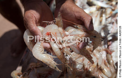 Jangaderos - © Philip Plisson / Plisson La Trinité / AA39128 - Nos reportages photos - Pêche