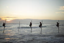© Philip Plisson / Plisson La Trinité / AA39447 Fishermen on a stick in Sri Lanka - Photo Galleries - Job