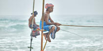 © Philip Plisson / Plisson La Trinité / AA39464 Fishermen on a stick in Sri Lanka - Photo Galleries - Maritime activity