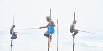 © Philip Plisson / Plisson La Trinité / AA39470 Fishermen on a stick in Sri Lanka - Photo Galleries - People