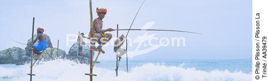 Fishermen on a stick in Sri Lanka - © Philip Plisson / Plisson La Trinité / AA39479 - Photo Galleries - People