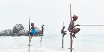 © Philip Plisson / Plisson La Trinité / AA39483 Fishermen on a stick in Sri Lanka - Photo Galleries - People