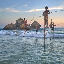 © Philip Plisson / Plisson La Trinité / AA39501 Fishermen on a stick in Sri Lanka - Photo Galleries - People