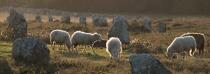© Philip Plisson / Plisson La Trinité / AA39560 Sheep in the Carnac Alignments - Photo Galleries - Horizontal panoramic