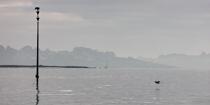 © Philip Plisson / Plisson La Trinité / AA39608 South Cardinale in the Gulf of Morbihan - Photo Galleries - Mist