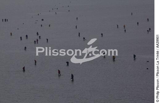 Pêche à pieds en Bretagne - © Philip Plisson / Plisson La Trinité / AA39901 - Nos reportages photos - Auteur
