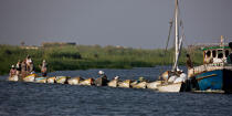 On the Manzala lake - Egypt © Philip Plisson / Plisson La Trinité / AA39778 - Photo Galleries - 16/9 horizontal