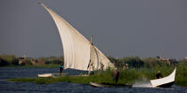 On the Manzala lake - Egypt © Philip Plisson / Plisson La Trinité / AA39783 - Photo Galleries - Traditional sailing