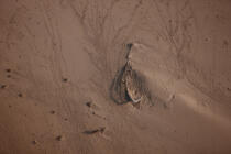 Wreck on the Nile Delta - Egypt © Philip Plisson / Plisson La Trinité / AA39816 - Photo Galleries - Aerial shot