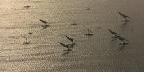 On the Burullus lake - Egypt © Philip Plisson / Plisson La Trinité / AA39854 - Photo Galleries - Aerial shot