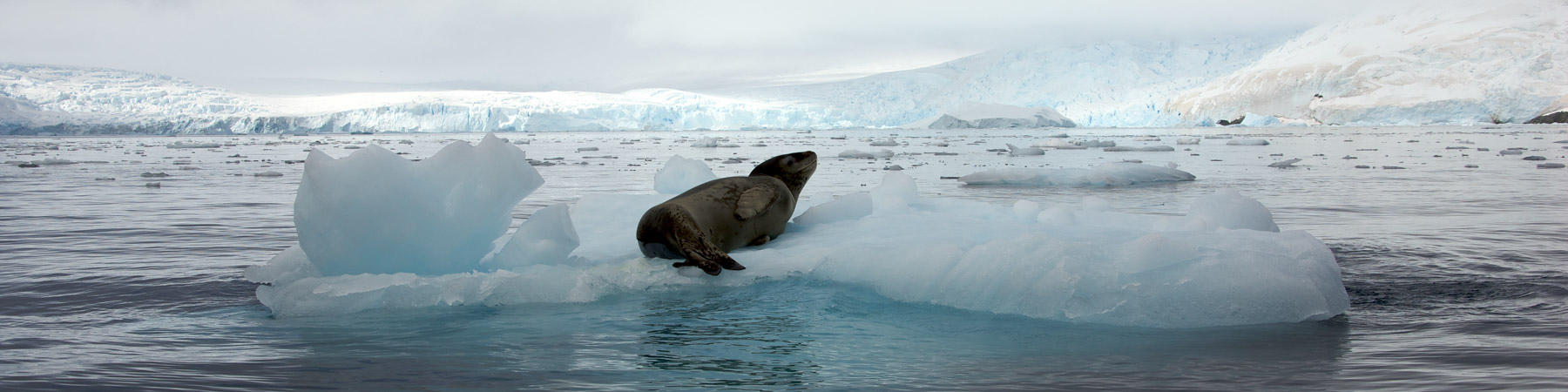 Antarctica - Photo Pêcheur d'Images
